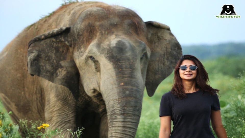 Actress Jennifer Winget feeds elephants at Elephant Conservation Center Mathura
