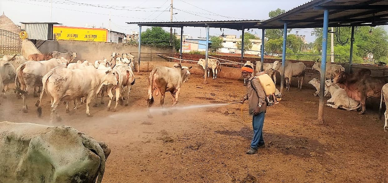 Lumpy virus: 22 samples sent for investigation, Kurukshetra