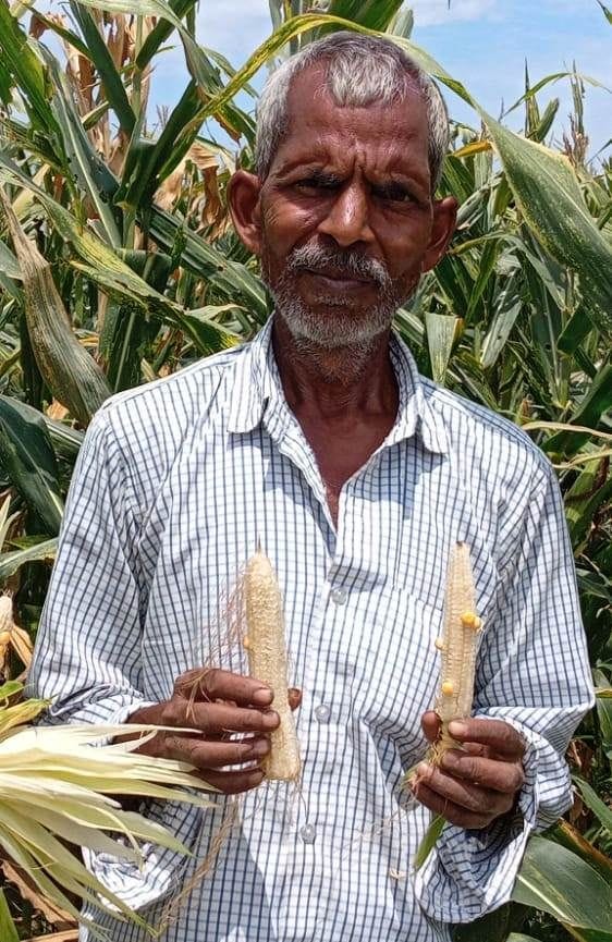 The grains are not falling in Bhutto, farmers are worried after seeing the crop