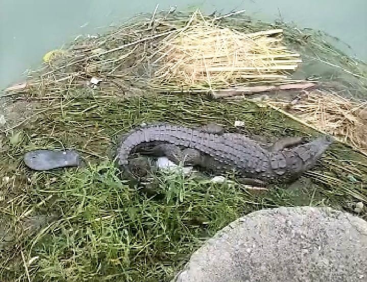 Crocodile seen in Gumthala Gadhu canal, Kurukshetra