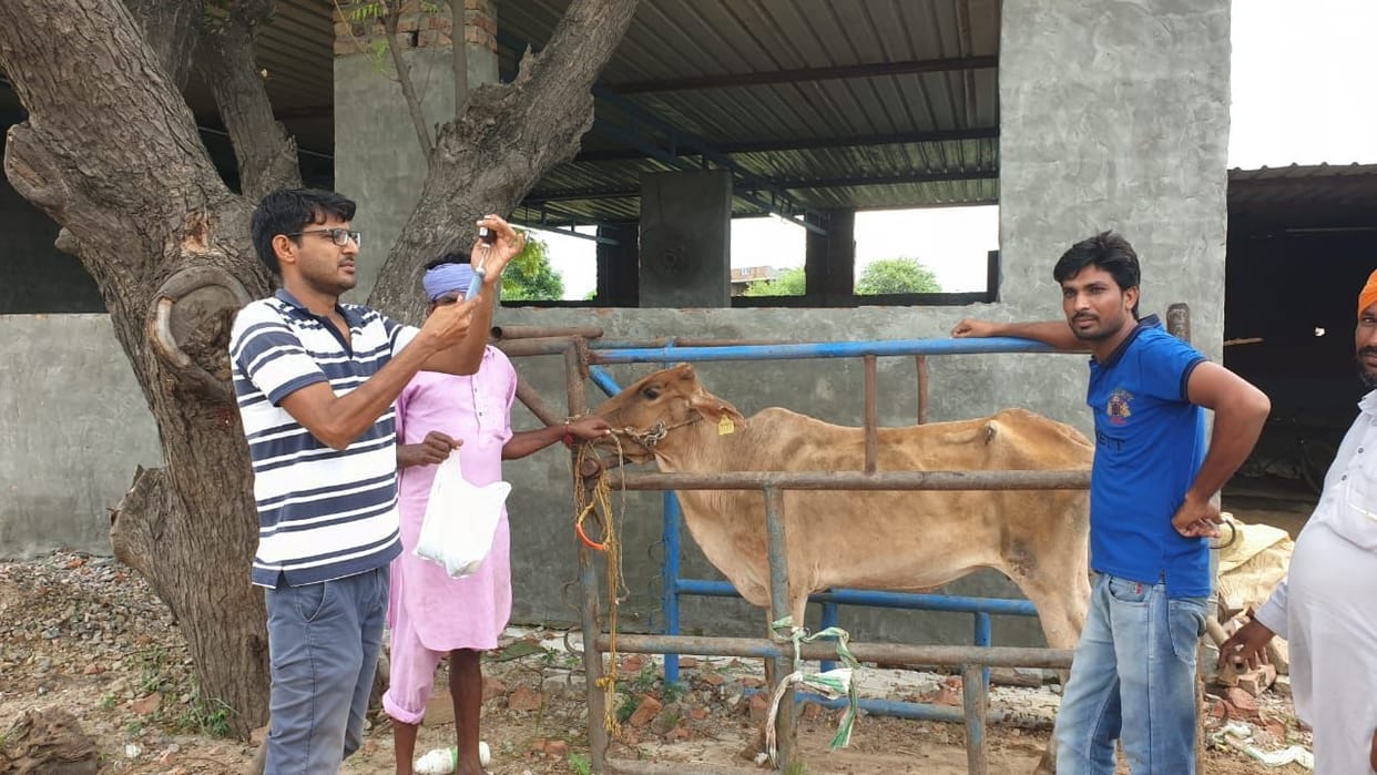 Symptoms of lumpy skin disease found in 60 cows in a single day in Ratia