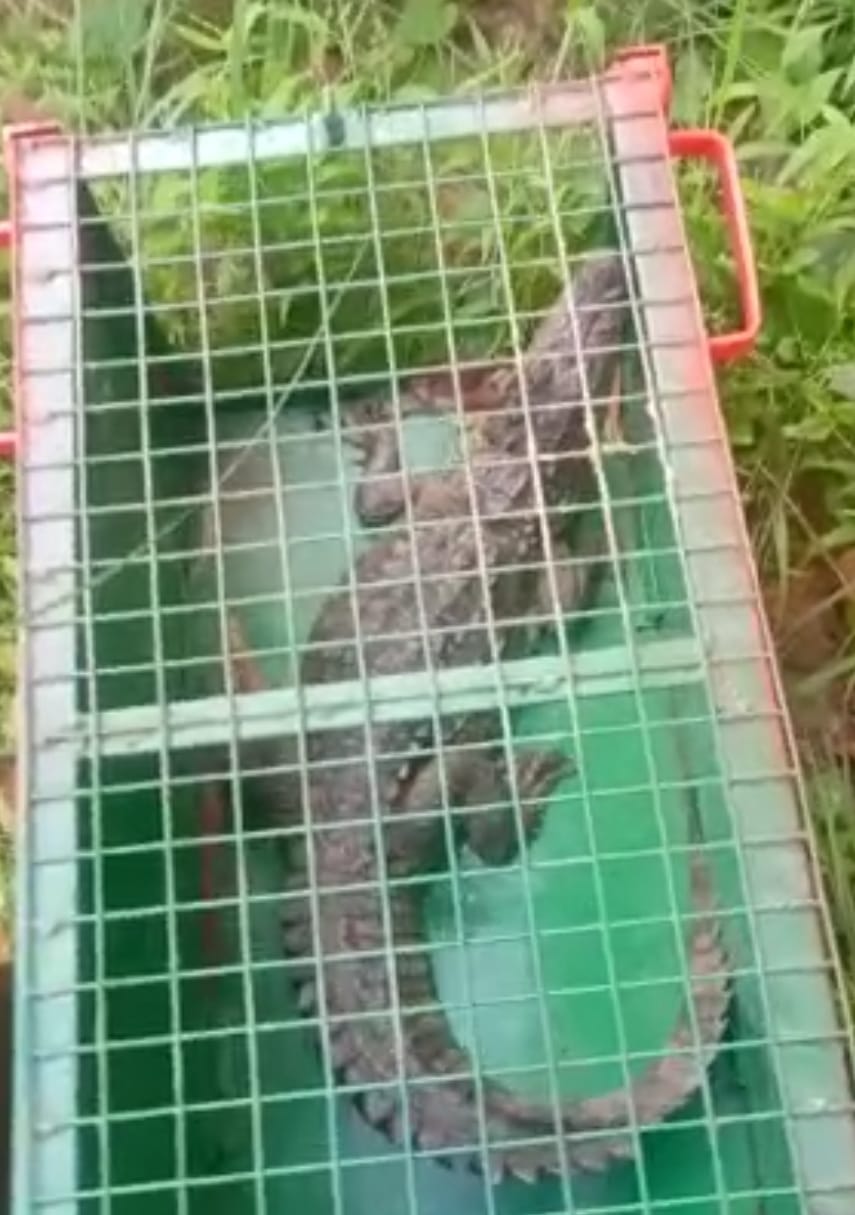 Crocodile reached temple premises after coming out of pond in pilibhit hindi news