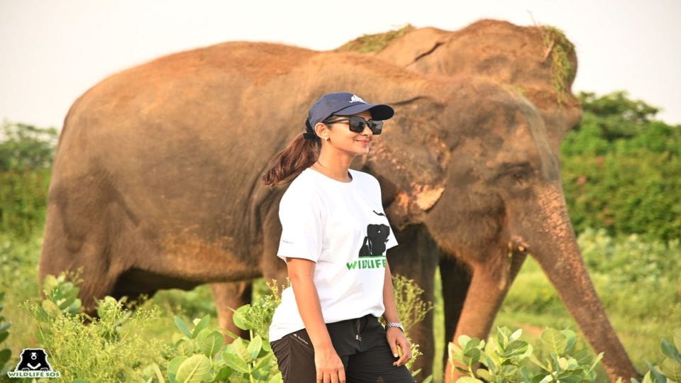 Actress Jennifer Winget feeds elephants at Elephant Conservation Center Mathura