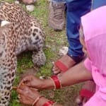 तेंदुए को राखी बांधती हुई महिला
