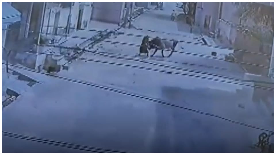 Rajasthan News: 90 Year Woman Attacked By Bull In Sikar