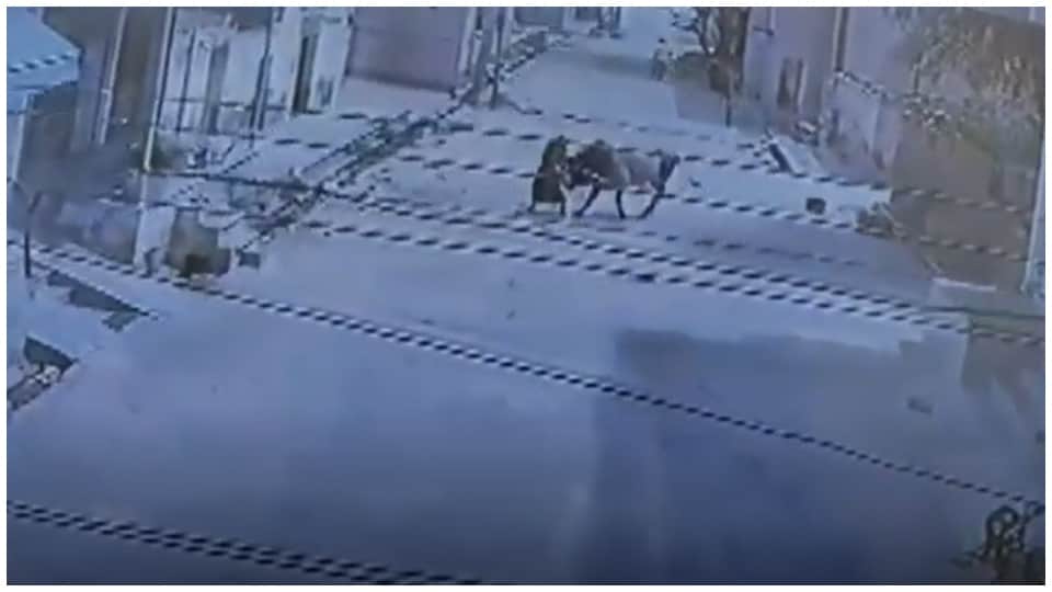 Rajasthan News: 90 Year Woman Attacked By Bull In Sikar