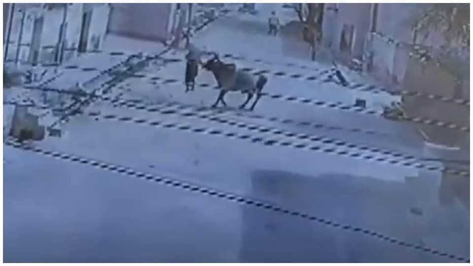Rajasthan News: 90 Year Woman Attacked By Bull In Sikar