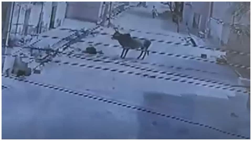 Rajasthan News: 90 Year Woman Attacked By Bull In Sikar