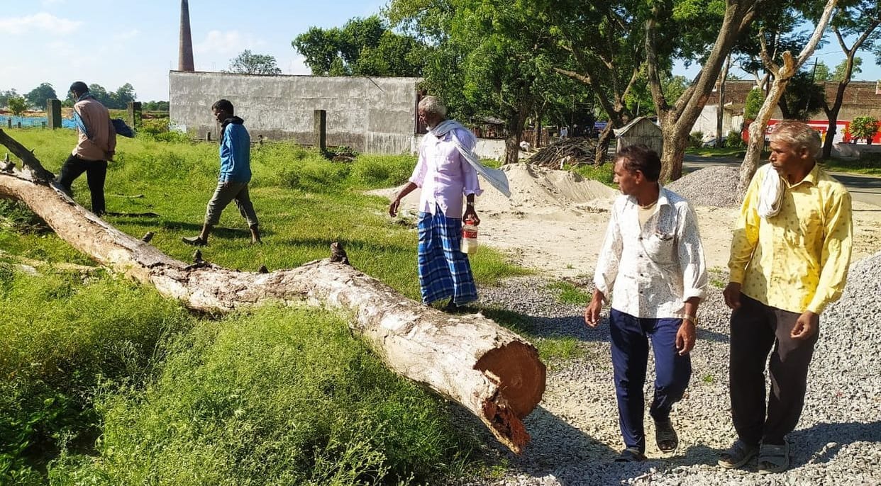 thief cut down tree in city
