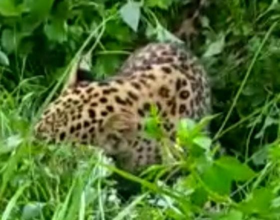 Leopard missing Two injured leopards were seen at one place in Rewari