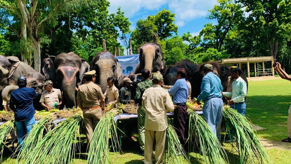 Feast for elephants organized in Dudhwa Tiger Reserve on World Elephant Day