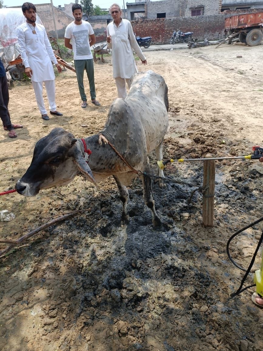 Lumpy skin disease suspected calf found in Ismaila, stirred