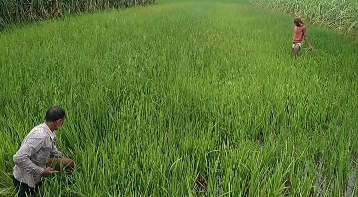 The cost of cultivation of paddy increased due to weeds