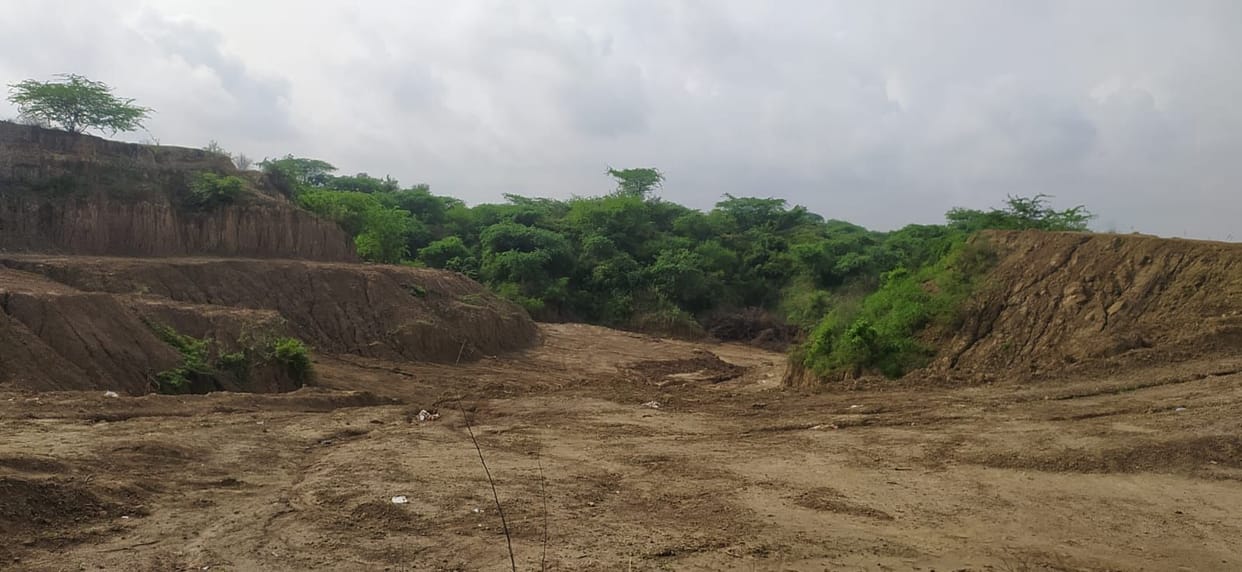 City forest plan is breaking due to lack of budget
