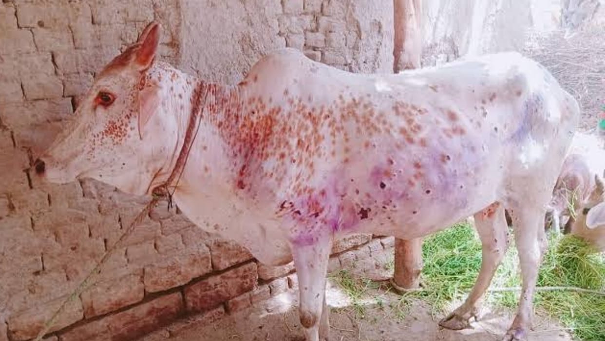 Lumpy virus in Chhindwara Quarantine infected cow in Junnardev waterfall