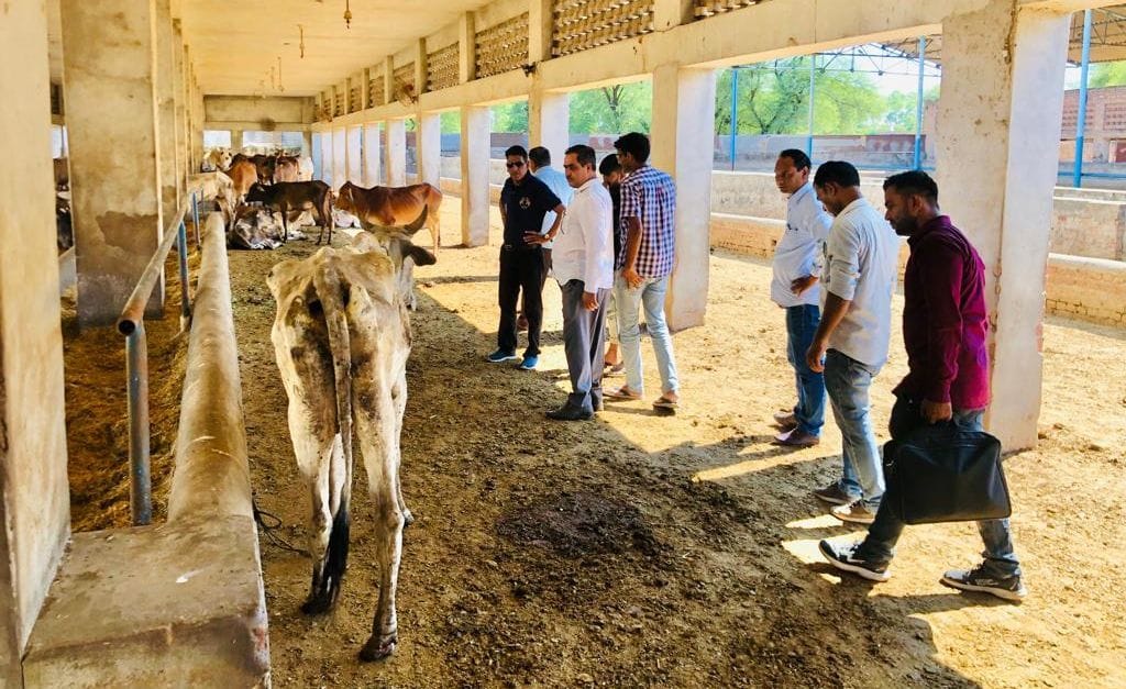 Symptoms of lumpy skin disease found in 231 cows in a single day