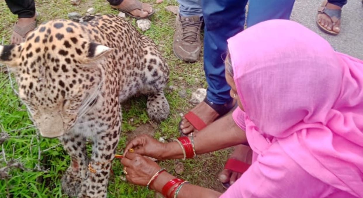 Leopard passing in Rajsamand district dies during treatment in hospital, woman had tied rakhi