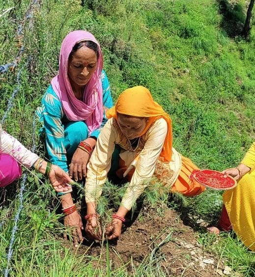 Rakhi tied to plants on Rakshabandhan by applying tilak