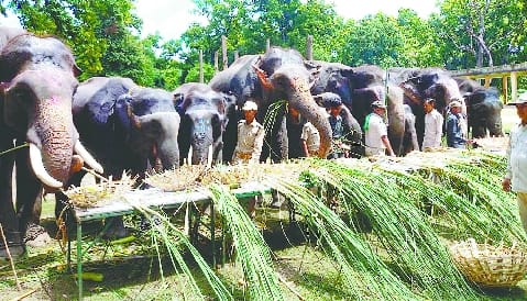 Elephants feast in DTR