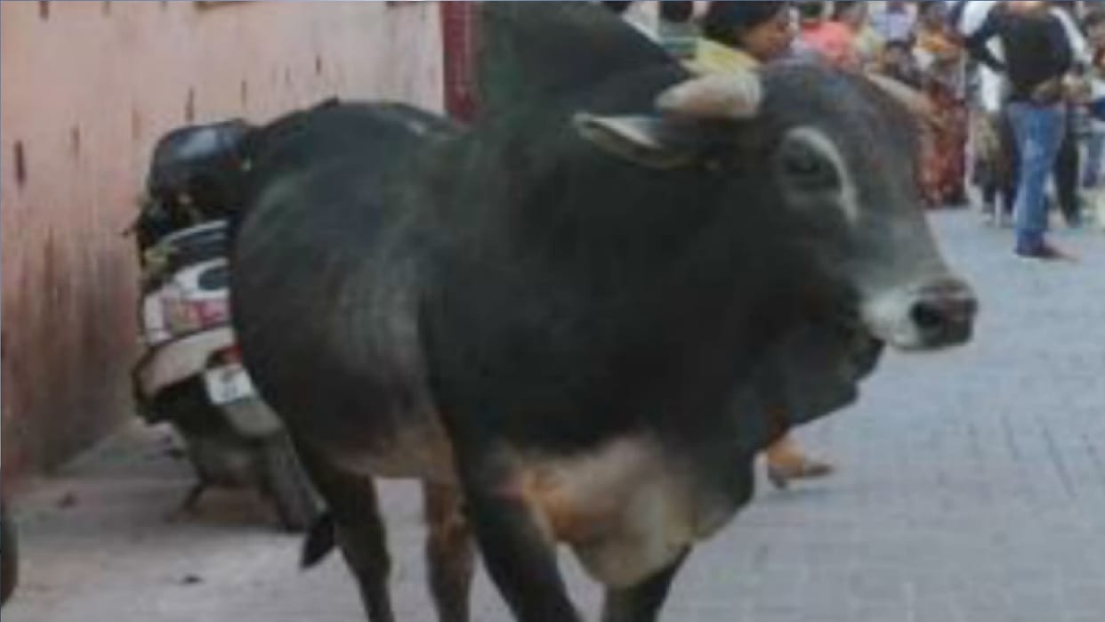 old man dies in bull attack in Greater Noida