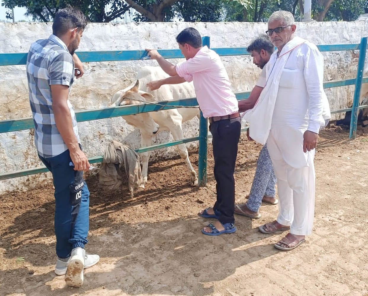 88 new cases of lumpy skin found, figure reaches 454