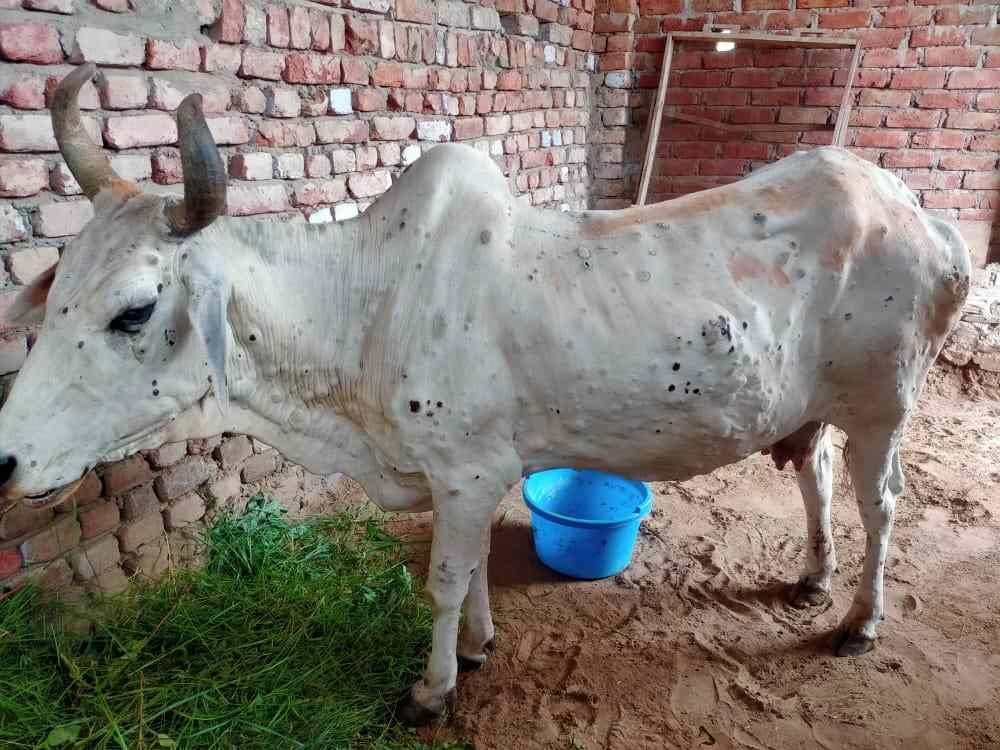 Symptoms of lumpy found in cow in Nolaija, treatment started