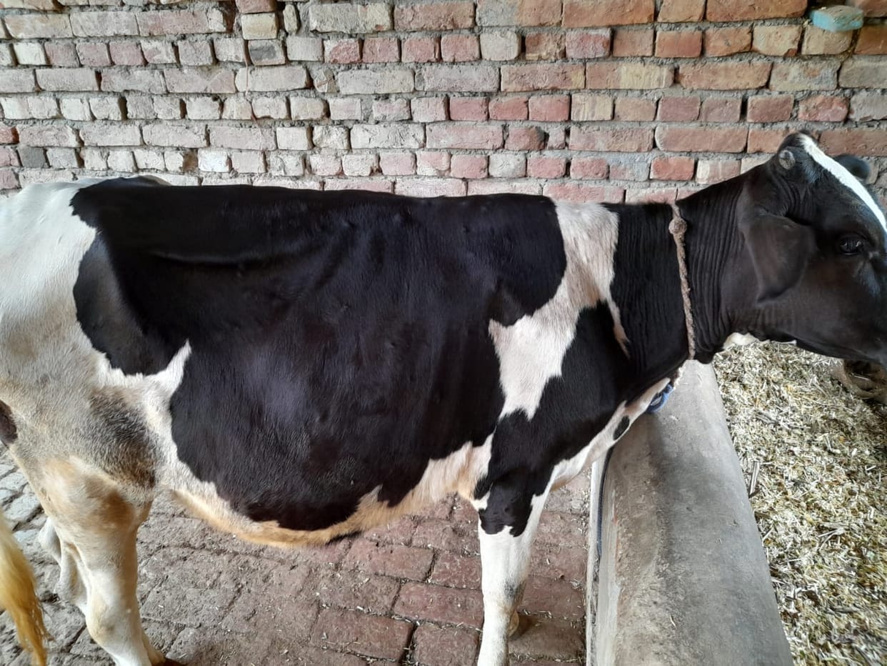 Dangerous lumpy virus spreading in cows