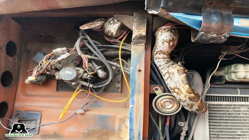 Wildlife SOS team rescues six feet long python stuck in truck bonnet in Agra