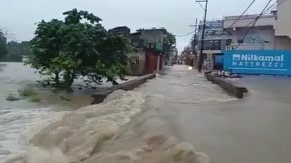 Due to heavy rains in Shivpuri colonies were flooded, crocodile reached the residential area