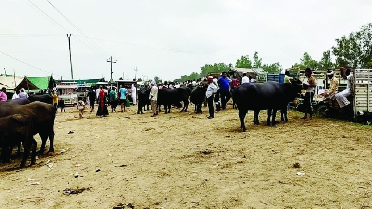 Animal fair organized even after despite ban due to lumpy disease in Fatehabad