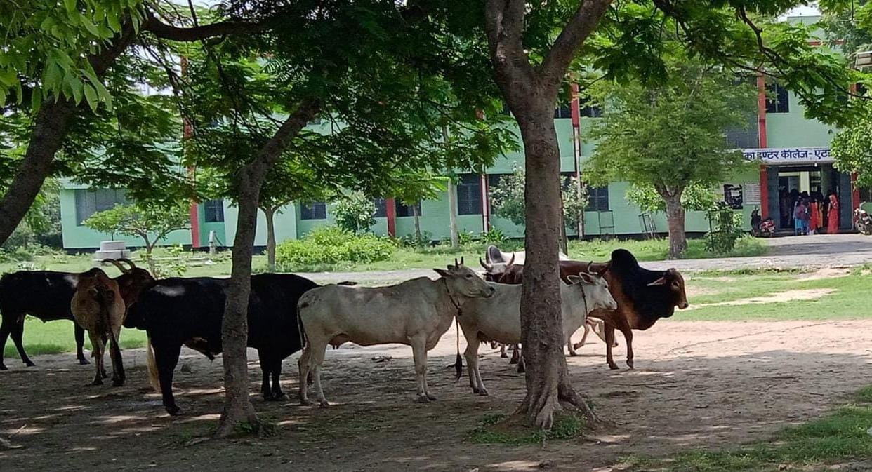 COWS GATHERED IN GGIC