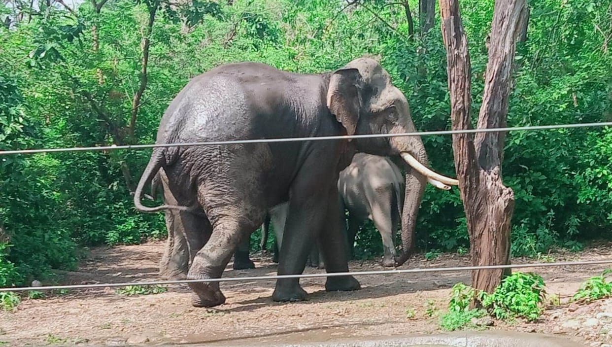 Wildlife will be stopped in the forests by bio fencing