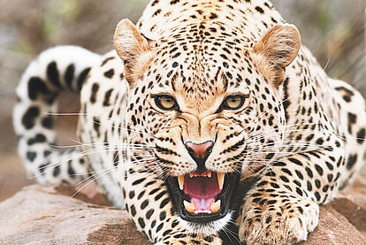 Leopard Killed 10 Year Old Boy on Mussoorie Kimadi Road Dehradun News in Hindi