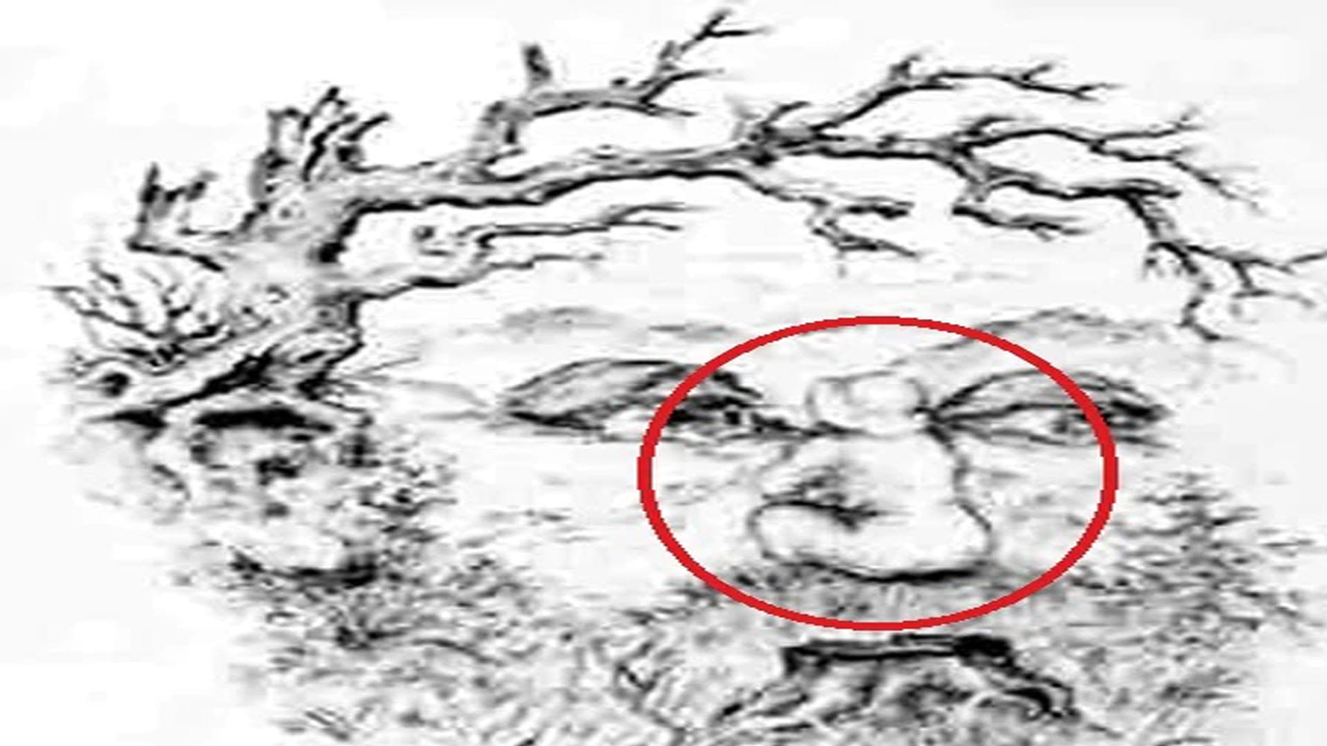 Optical Illusion Images Find Out Hidden Girl from Picture Check Your Brain IQ