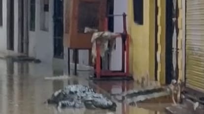 Due to heavy rains in Shivpuri colonies were flooded, crocodile reached the residential area