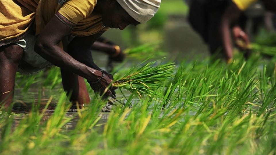 organic Farming First FPO organic hub to be built in Pilibhit