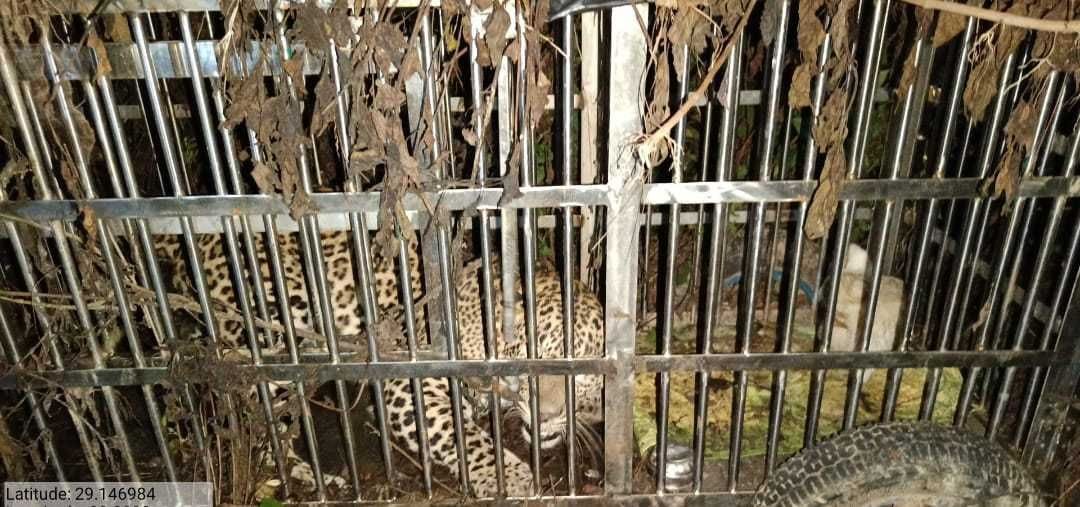Leopard Cached in Tanakpur