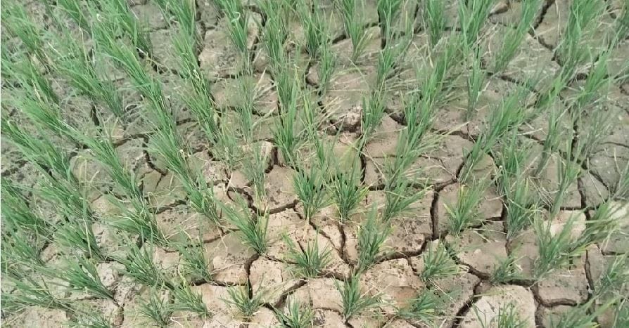 बारिश की कमी के कारण धान की खेत में दरार