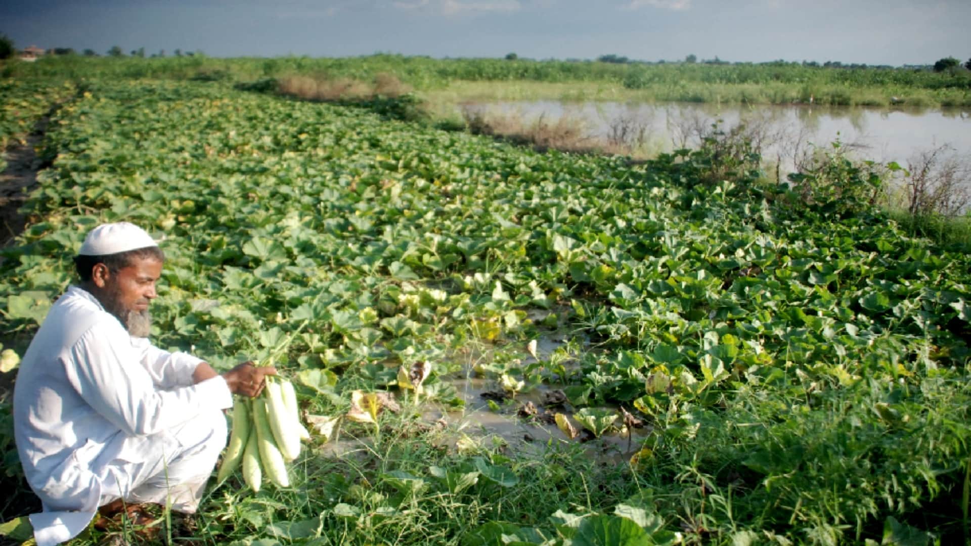 Flood in Yamuna: farmers Sow crops by taking loan, drowned by Yamuna, fodder crisis on animals