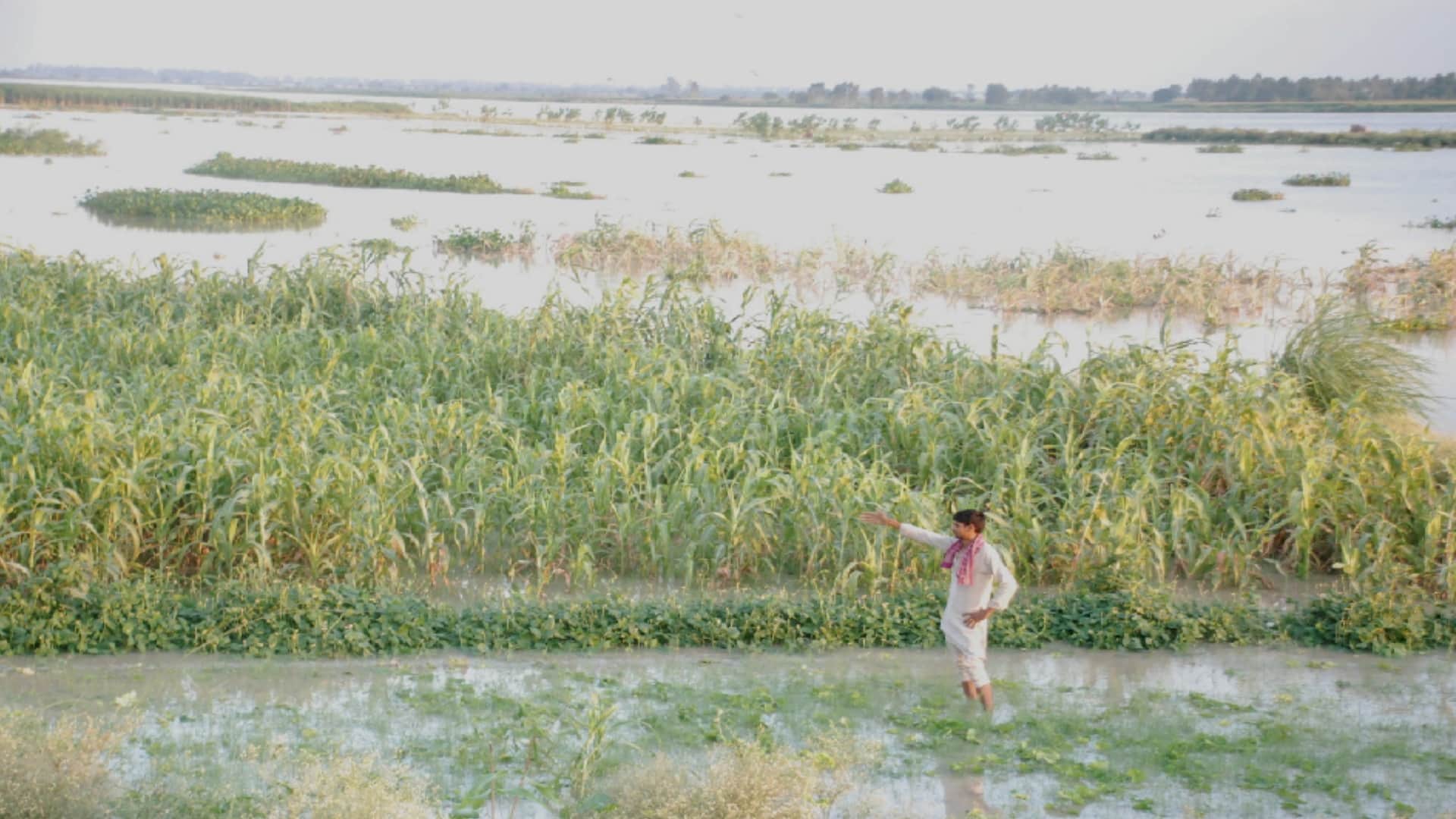 Farmers in tension: Yamuna flowing above danger mark, crops submerged, crisis over many villages