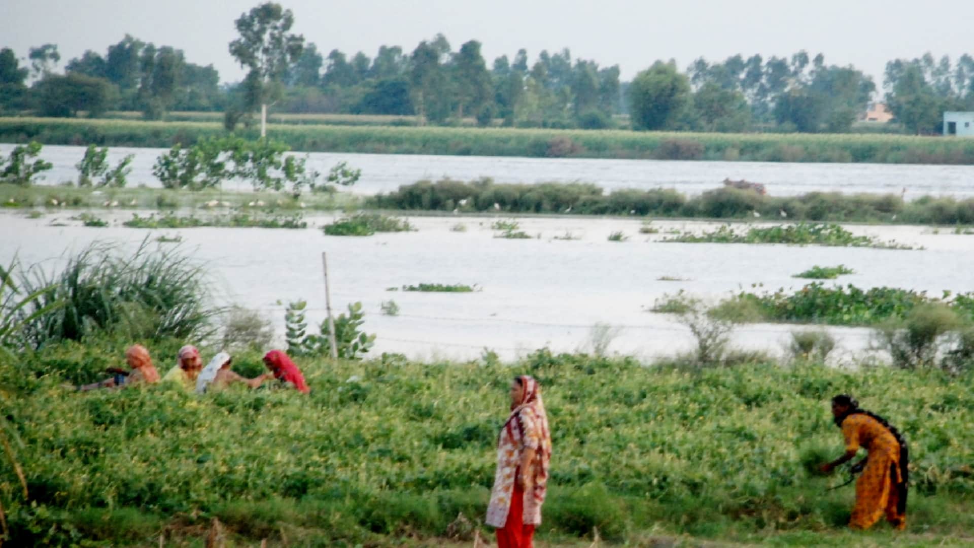 Farmers in tension: Yamuna flowing above danger mark, crops submerged, crisis over many villages