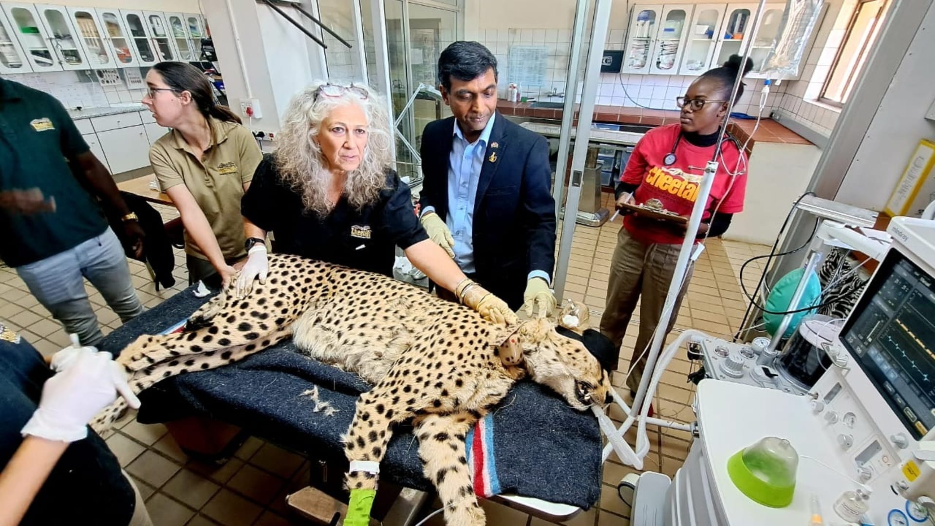 Health check up done before sending cheetahs from Namibia to MP Kuno National Park