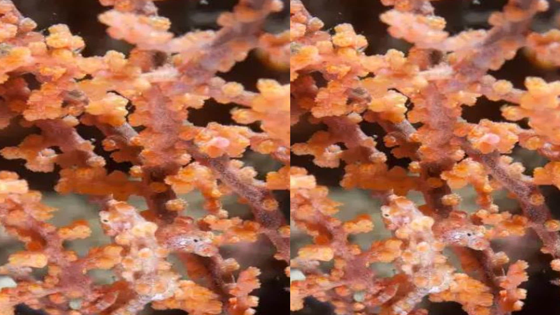 Optical Illusion Images Find Out Hidden fish from Picture Check Your Brain IQ Google Trends