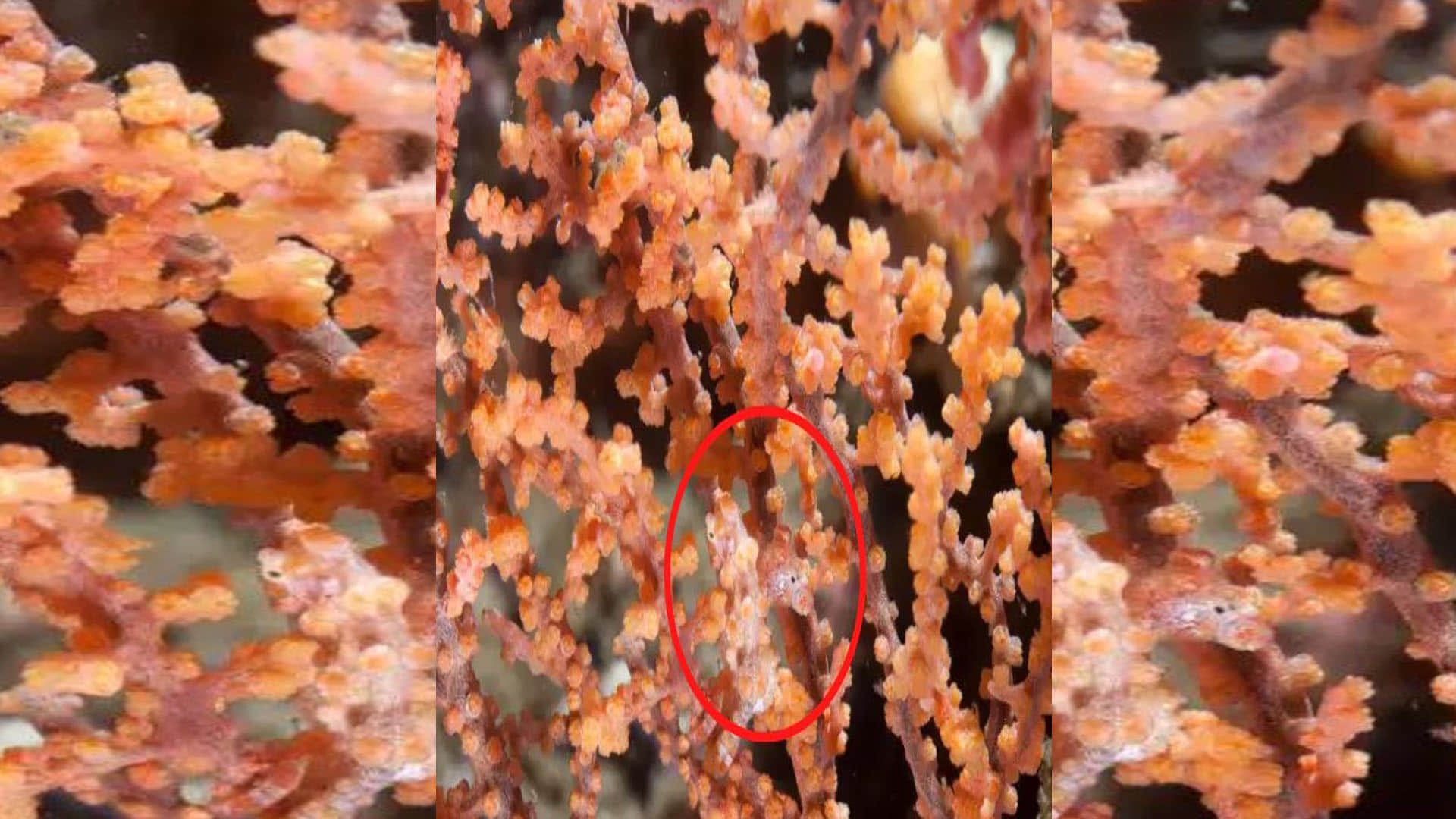 Optical Illusion Images Find Out Hidden fish from Picture Check Your Brain IQ Google Trends