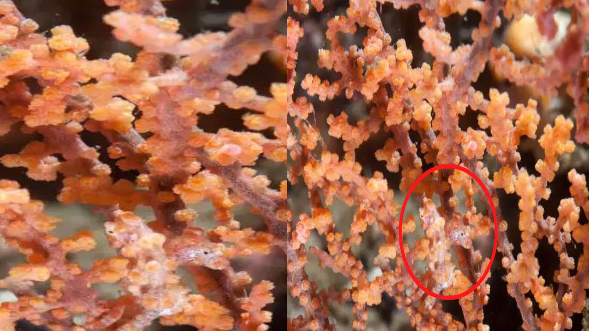 Optical Illusion Images Find Out Hidden fish from Picture Check Your Brain IQ Google Trends