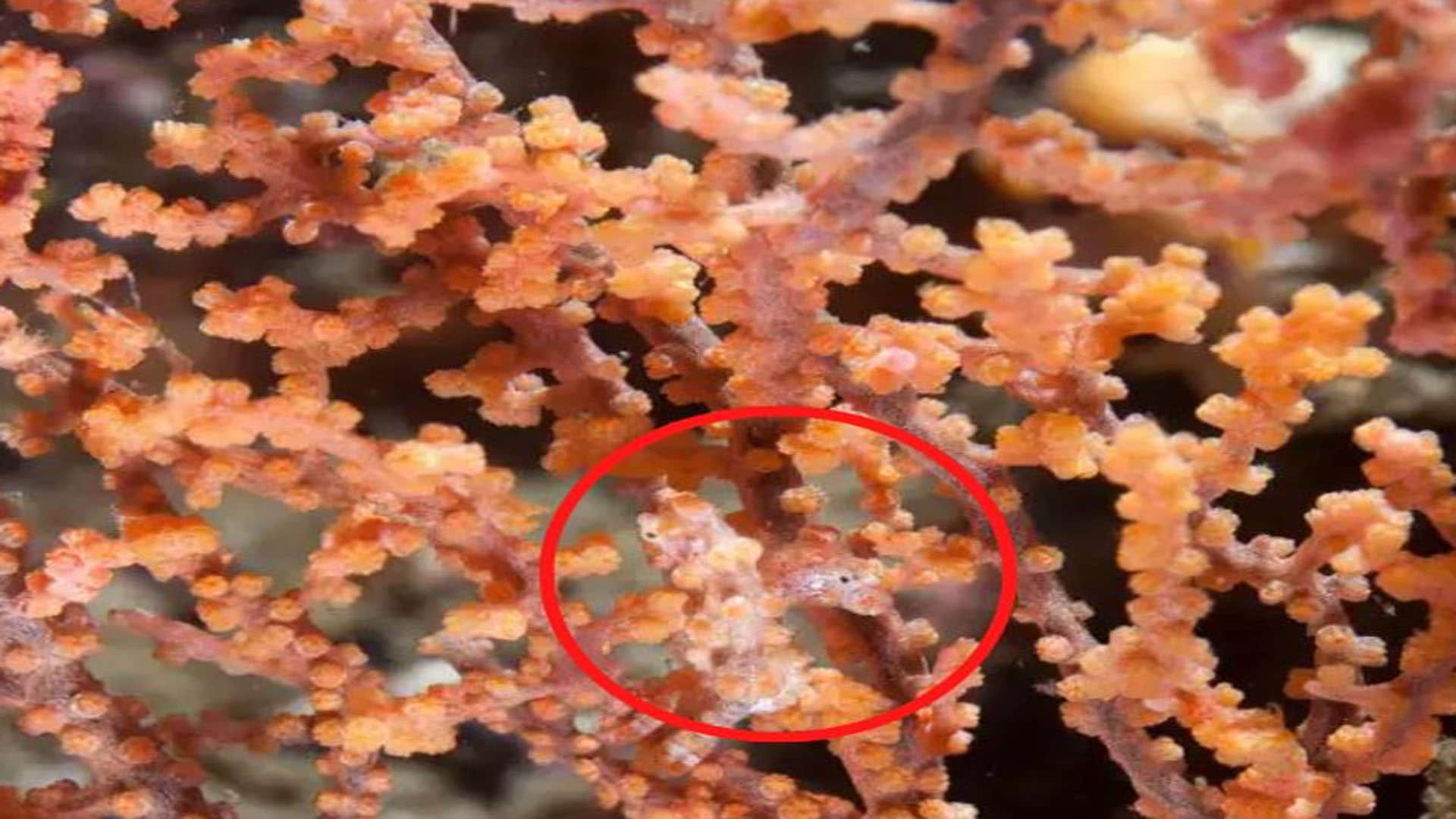 Optical Illusion Images Find Out Hidden fish from Picture Check Your Brain IQ Google Trends