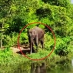अधिकार क्षेत्र को लेकर अधर में लटकी बीमार हाथी की जान