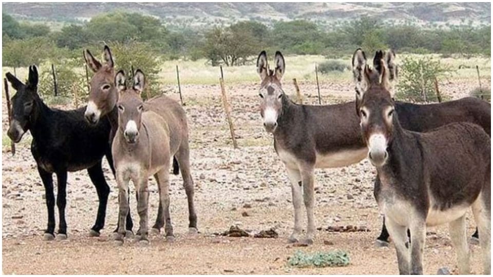 16 donkeys stolen in Jodhpur police engaged in search