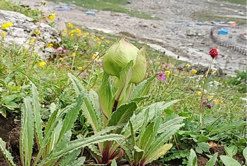 kedarnath dham yatra 2022: Huge crowd of Pilgrims broke record of 2019 this year