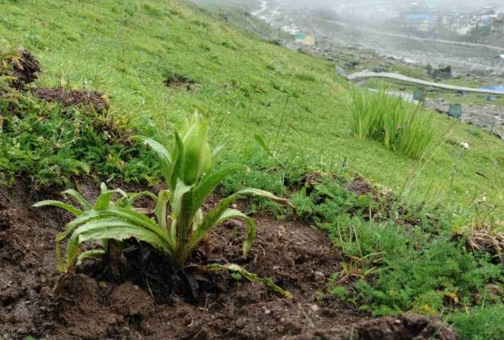 kedarnath dham yatra 2022: Huge crowd of Pilgrims broke record of 2019 this year